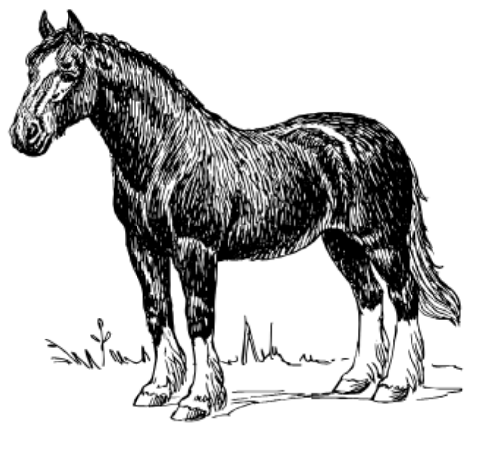 Ink drawing of a horse